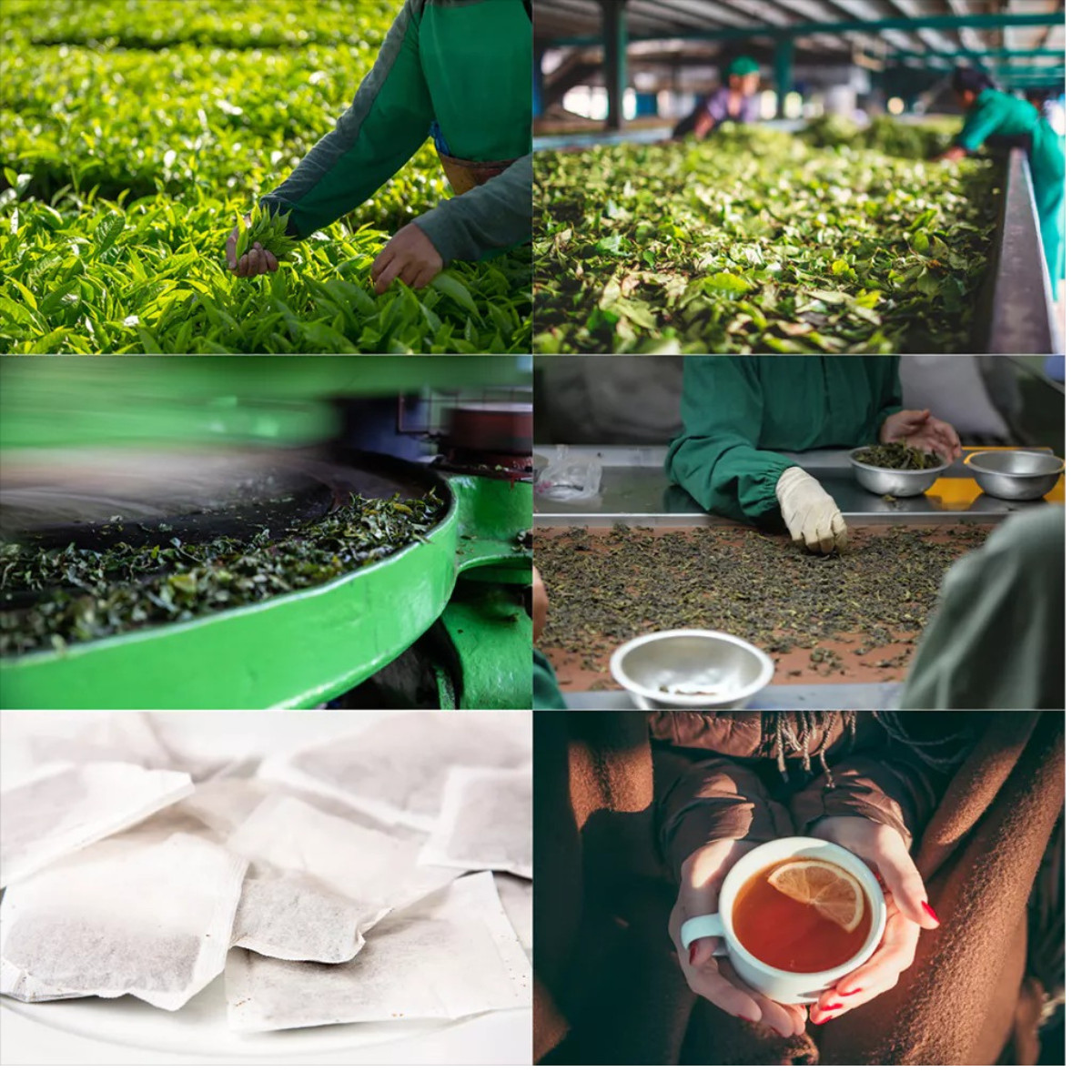 Gymnema Leaf Tea 100% Organic Herbal Tea from Thailand 36 Tea Bags x 4