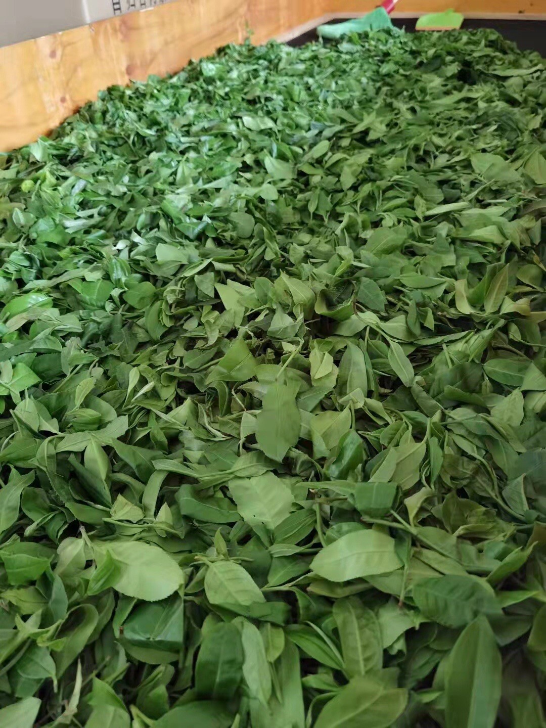 Puer Tea 357g