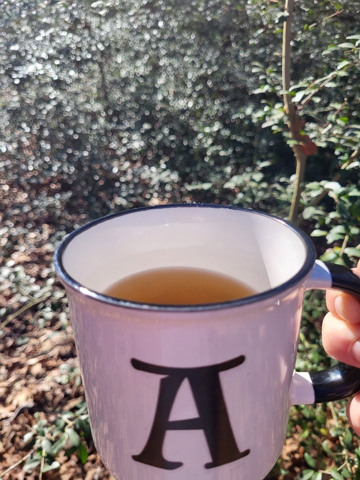 Yaupon Loose leaf