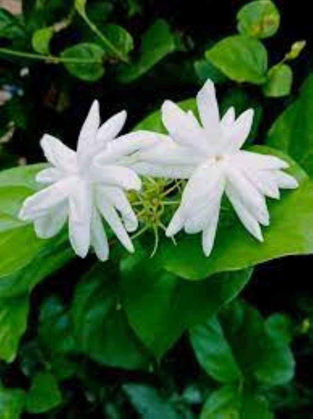 Beli Flower Drink 100% natural ayurvedic Herbal Enhances ceylon 50G