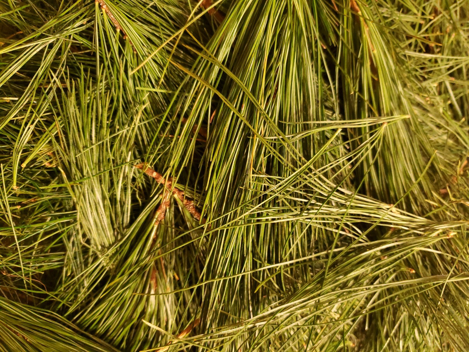Organic Fresh Harvest Eastern White Pine Needle Tea 4oz or 1/4 lb.