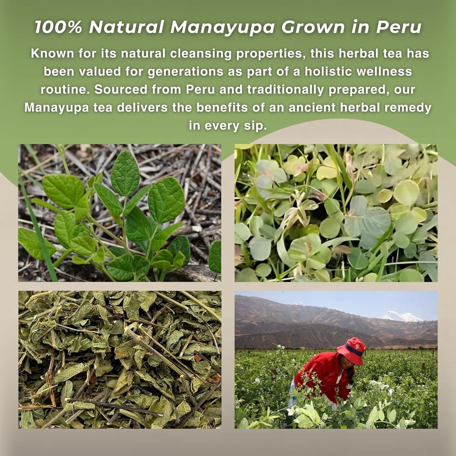 Manayupa – Liver Cleanse Detox & Repair All-Natural, Dried Leaves from Peru