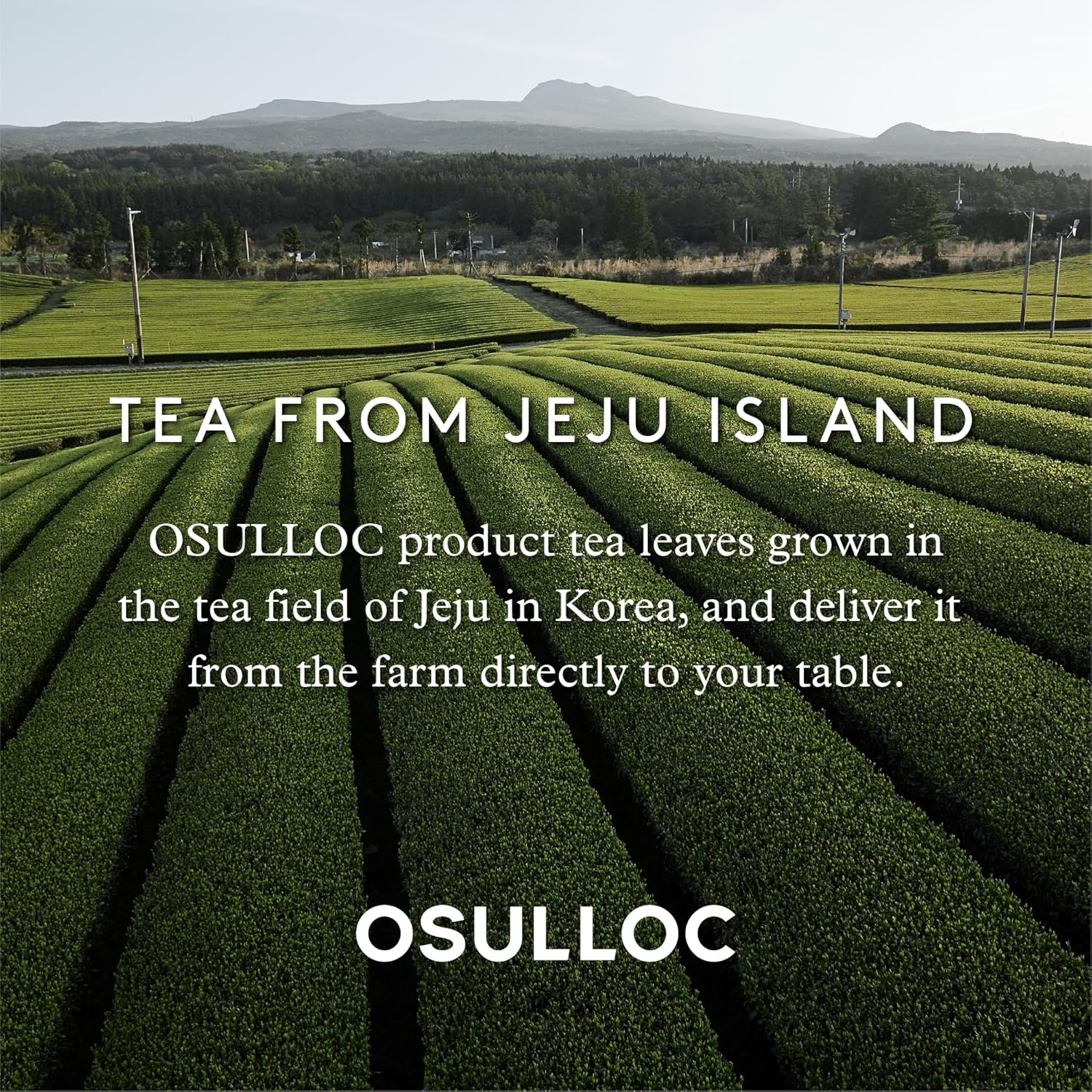 Tangerine Tea (Fresh Jeju Tangerine Flavor), Fruit Tea Blend, Premium Teabags fr