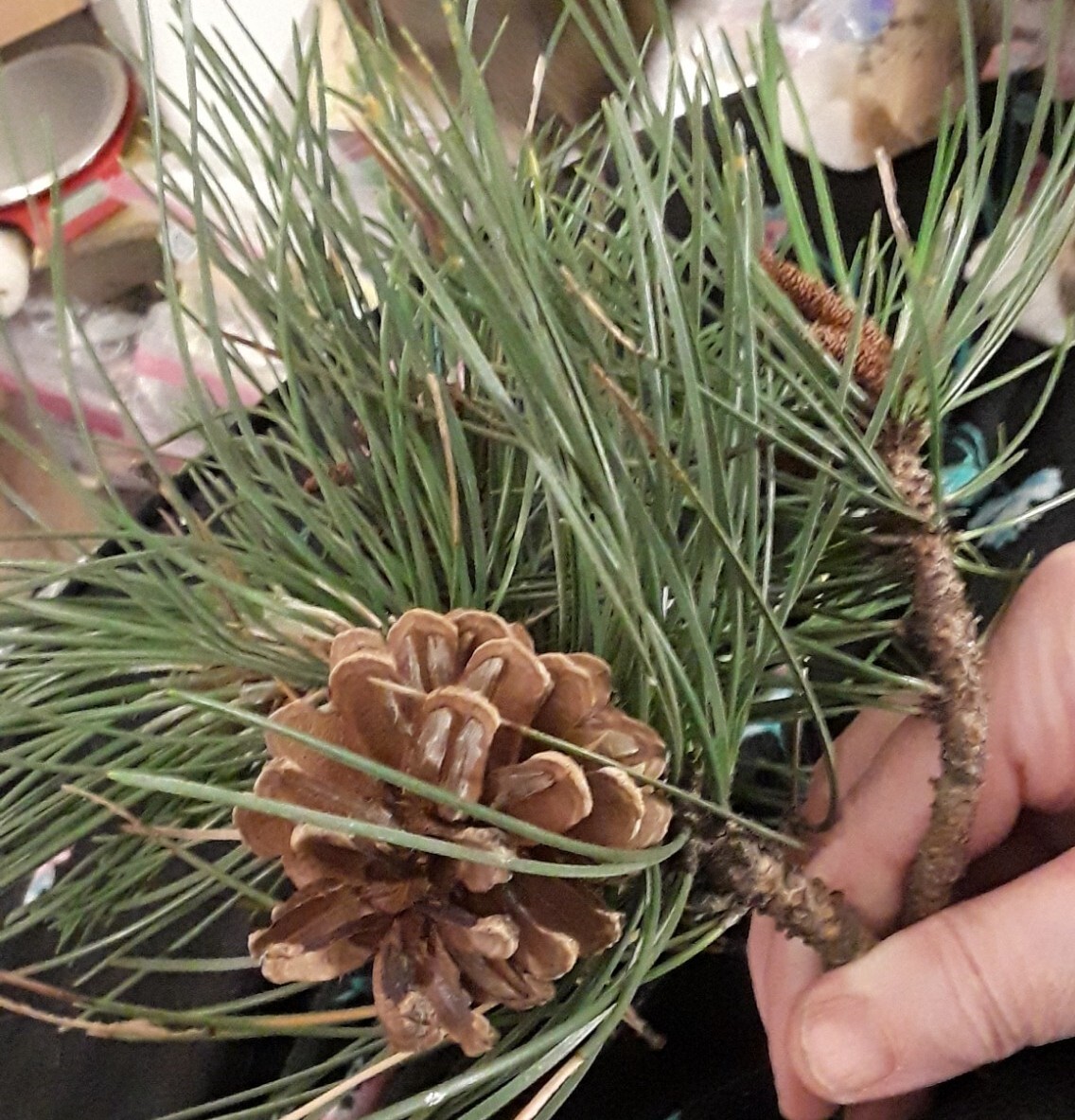 25 Pc Lot: Organic Eastern White Pine Needle & Red Pine Tea Bags Fresh Tree Bag