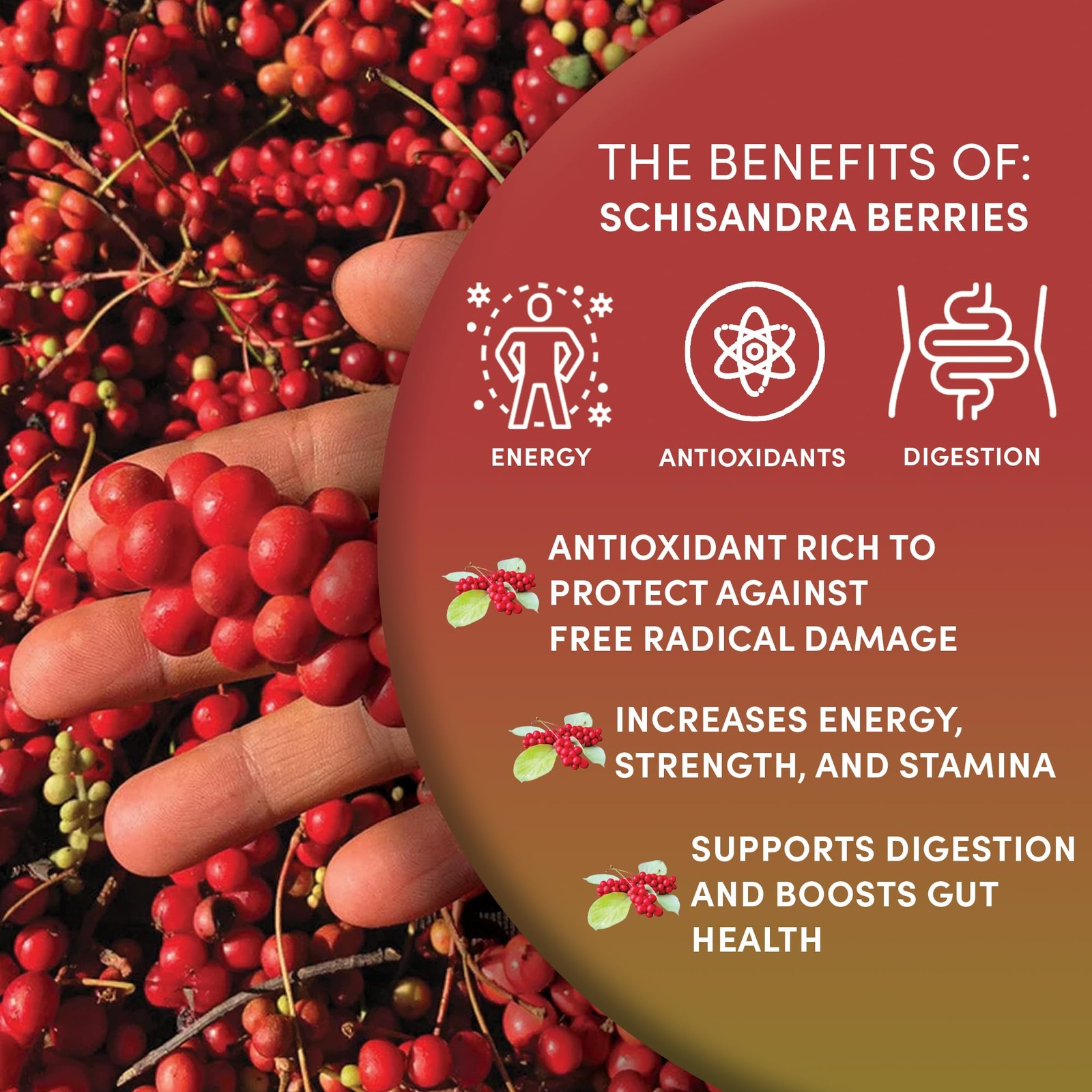 Worldwide Botanicals Organic Schisandra Berries, 1lb, tea cut for best infusi…