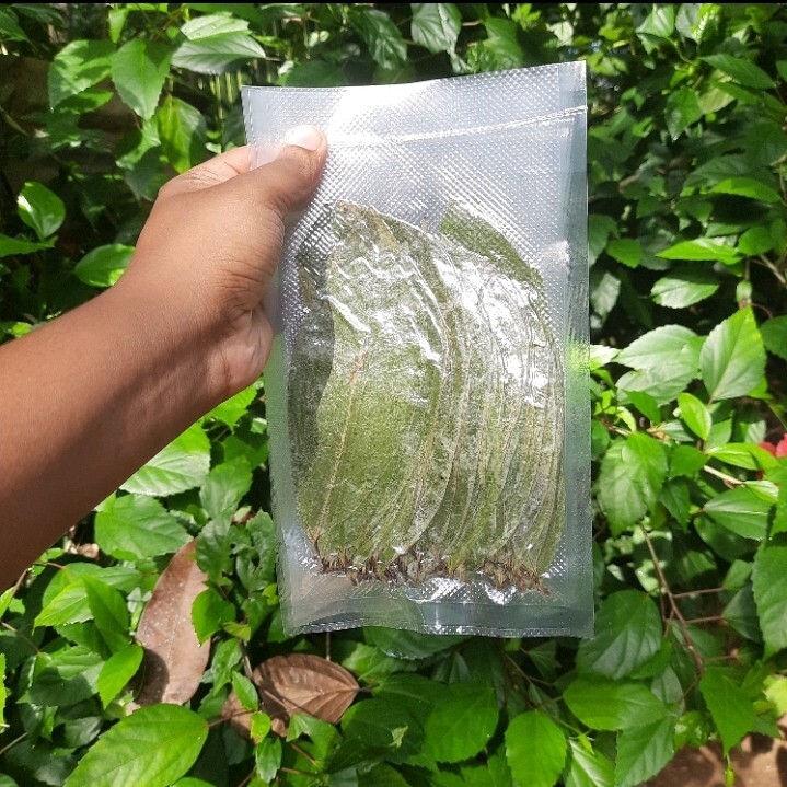 400+ Dried Soursop Leaves Annona HOJAS DE GUANABANA GRAVIOLA Quality Herbal Tea