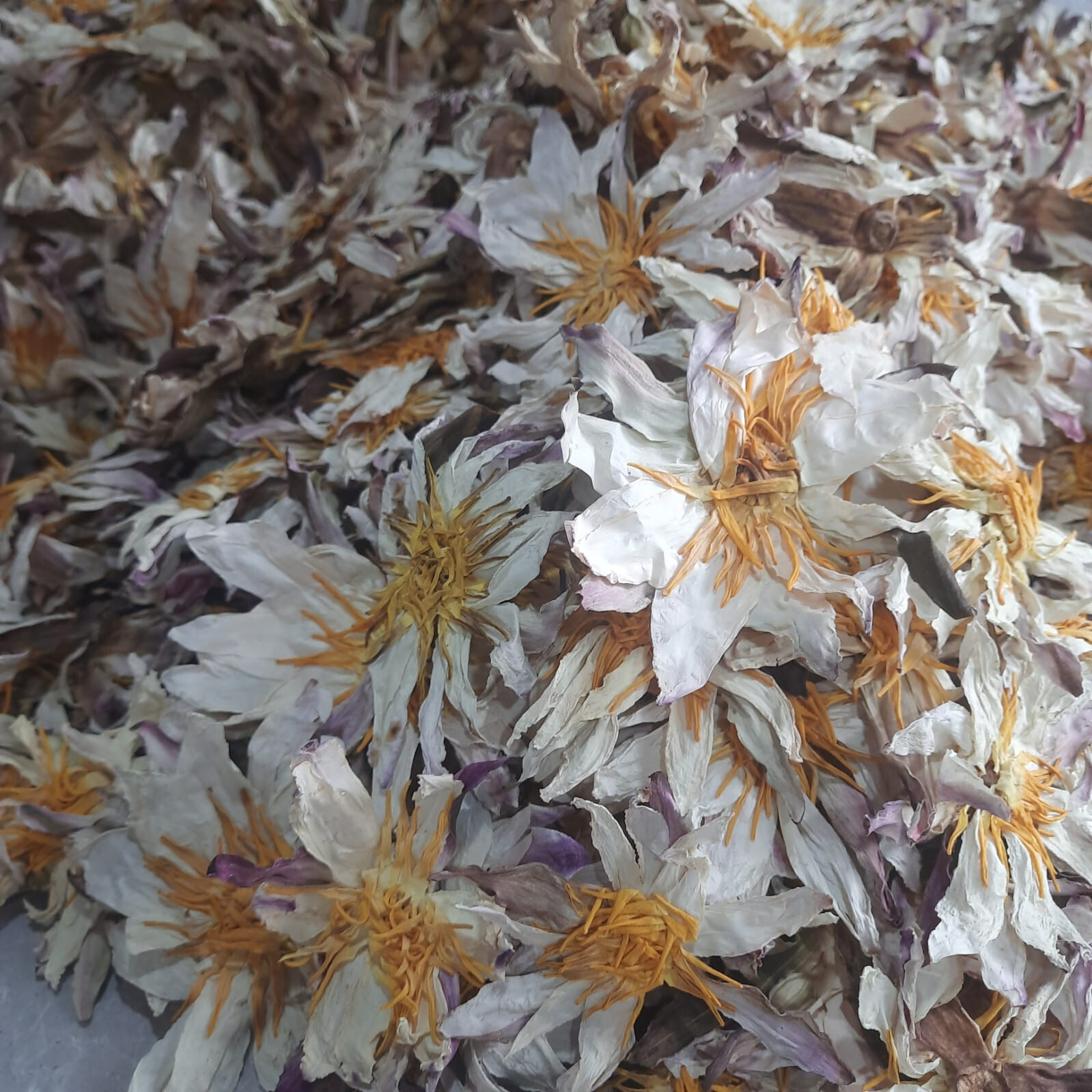 Dried White Lotus Flower Nymphaea Ampla 1 lb+ Organic Hand Picked Herb Tea