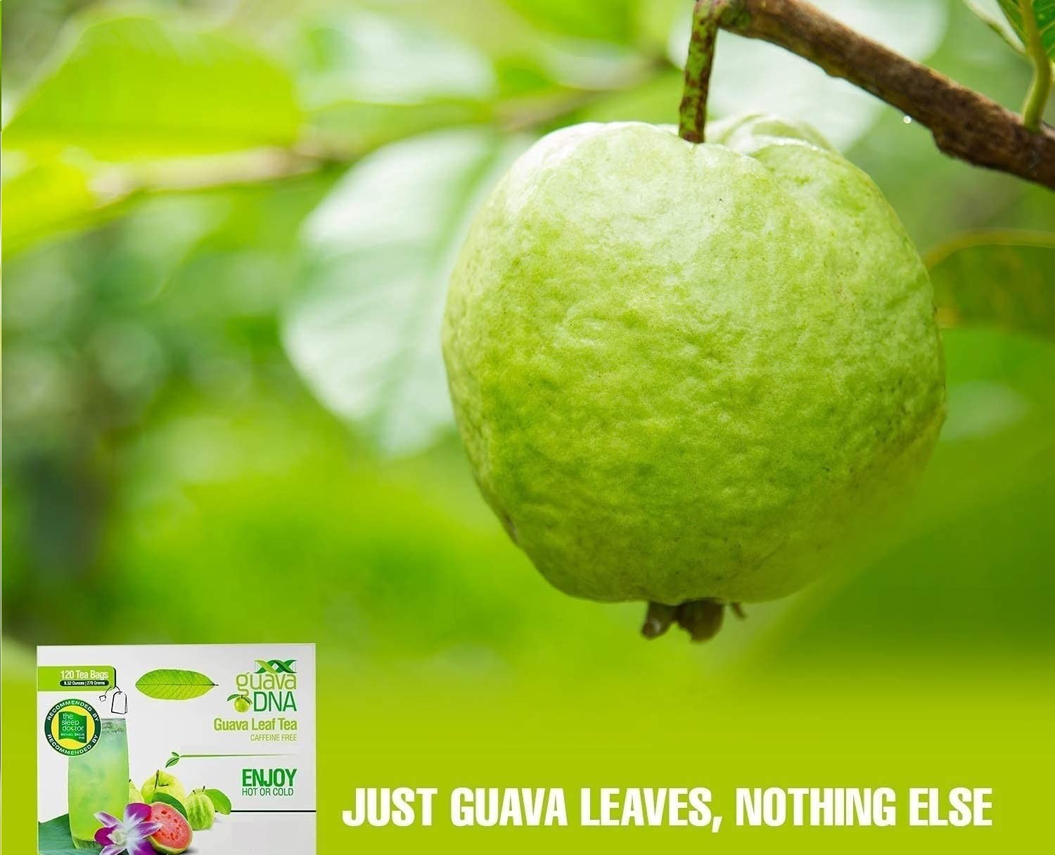 GuavaDNA Guava Leaf Tea Individually Wrapped Teabags by 120 Count (Pack of 1)