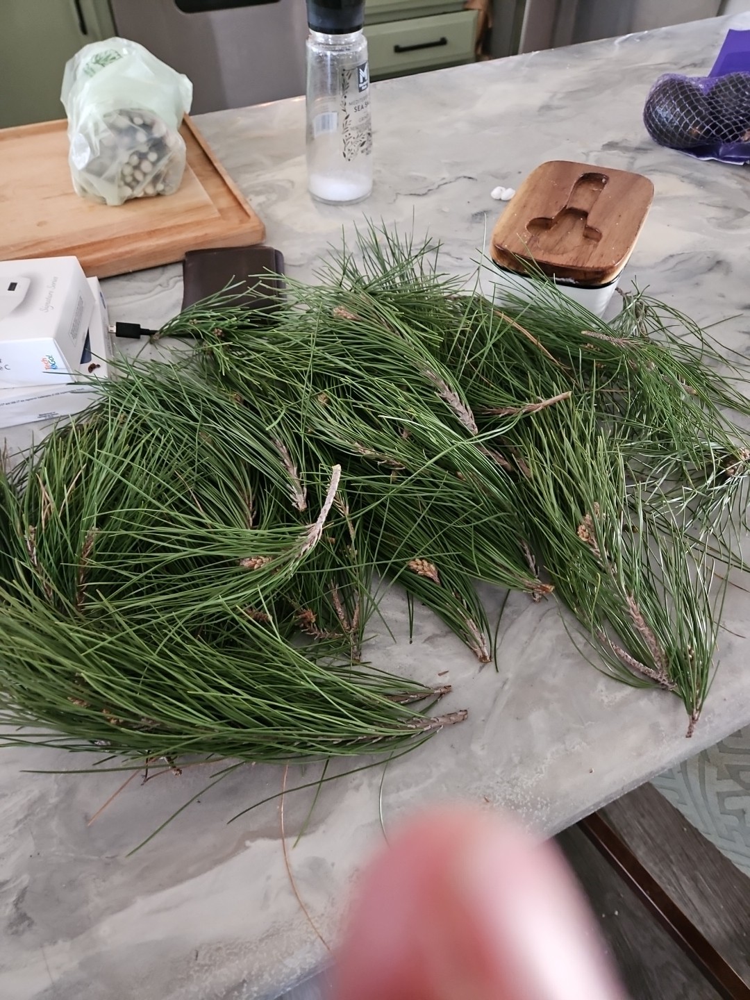 Western White Pine Fresh Tips Picked For Uktimate Freshness 1.5 Lbs