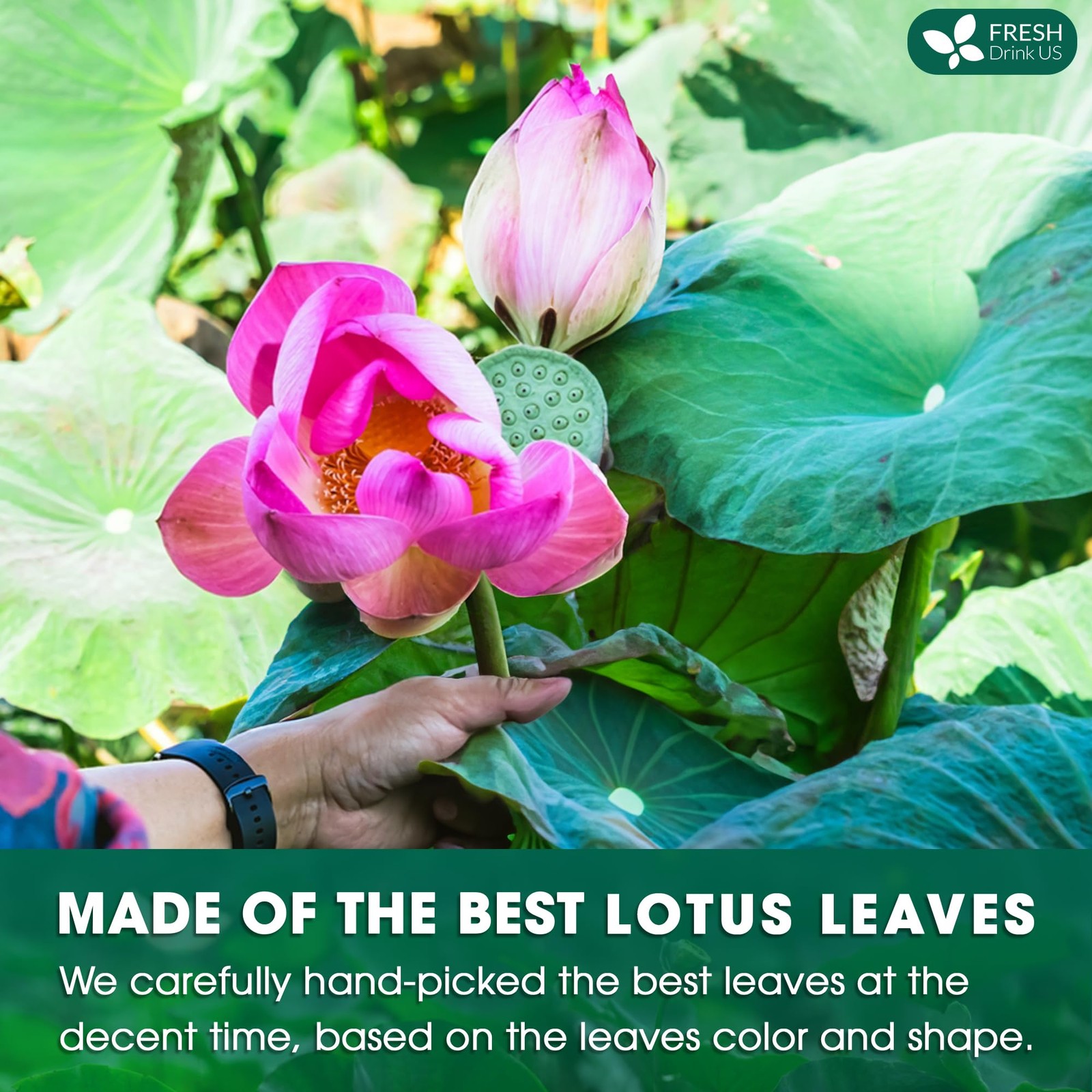 FreshDrinkUS, Premium 30 Lotus Leaf Tea Bags, 100% Natural & Pure 30 Bags