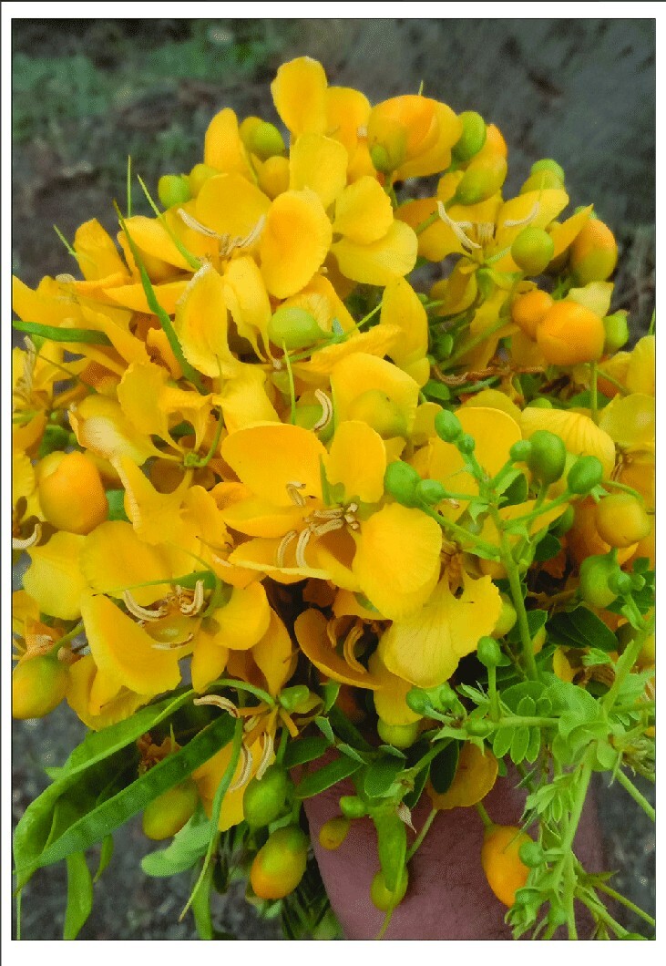 Natural Ayurvedic dry Ranawara Mal Herbal Tea Drink cassia auriculata