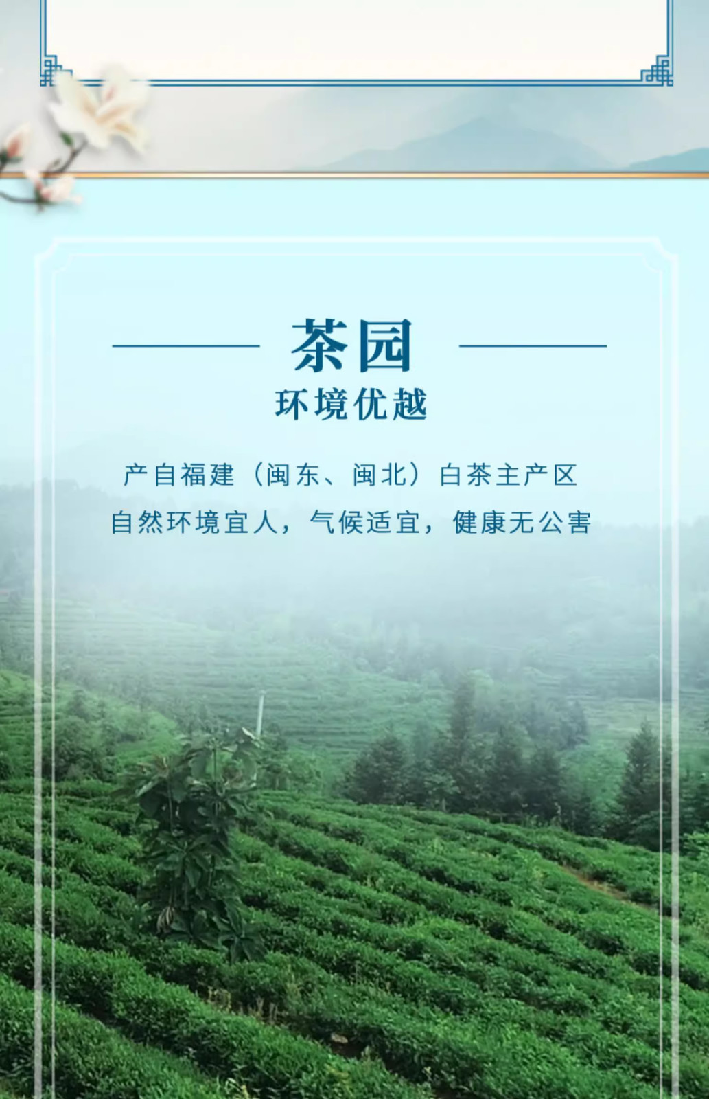 2021 CHINATEA COFCO ZhongCha Da Guan Green Tea Butterfly Fujian 357g 白茶中茶
