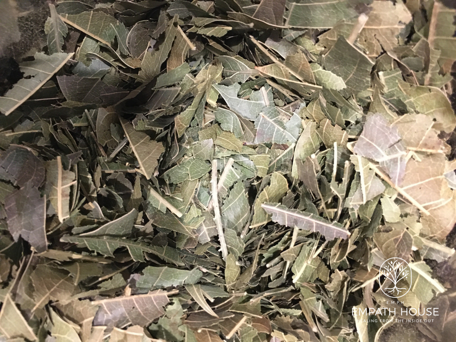 Mango Leaf Herbal Tea Dried 100% Organic Florida Grown USA
