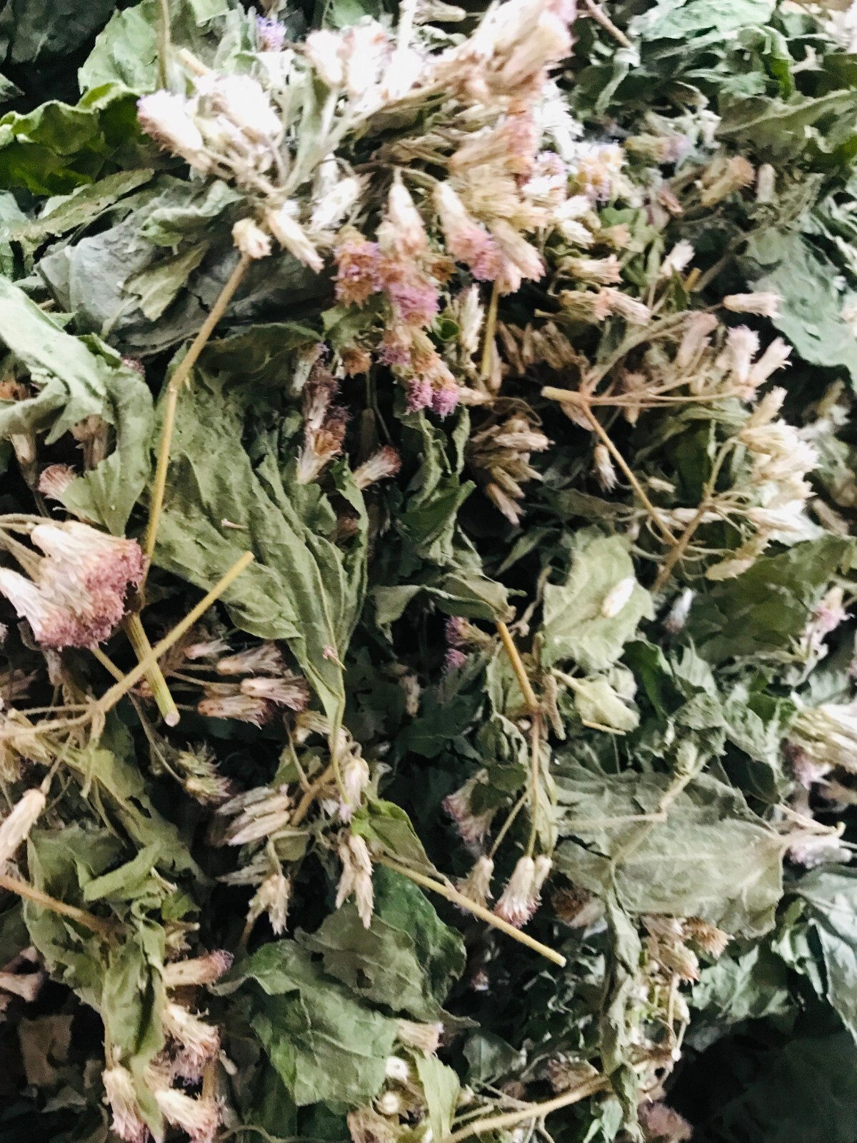 Ceylon Mexican Dream Herb Dried Calea Zacatechichi Lucid 100% Organic Pure Leaf