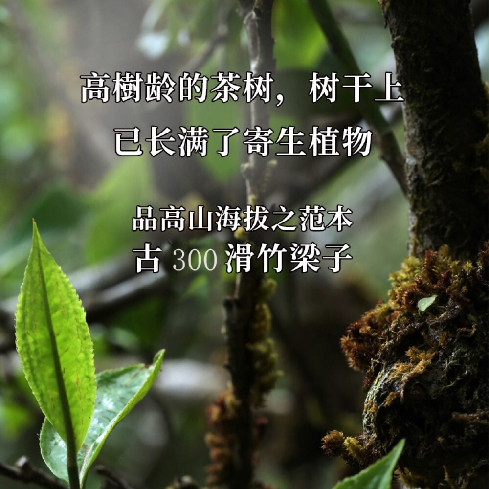 Pu-erh tea,2020, SHENG JIA YUAN, 滑竹梁子 slippery bamboo beams ,357g,Raw
