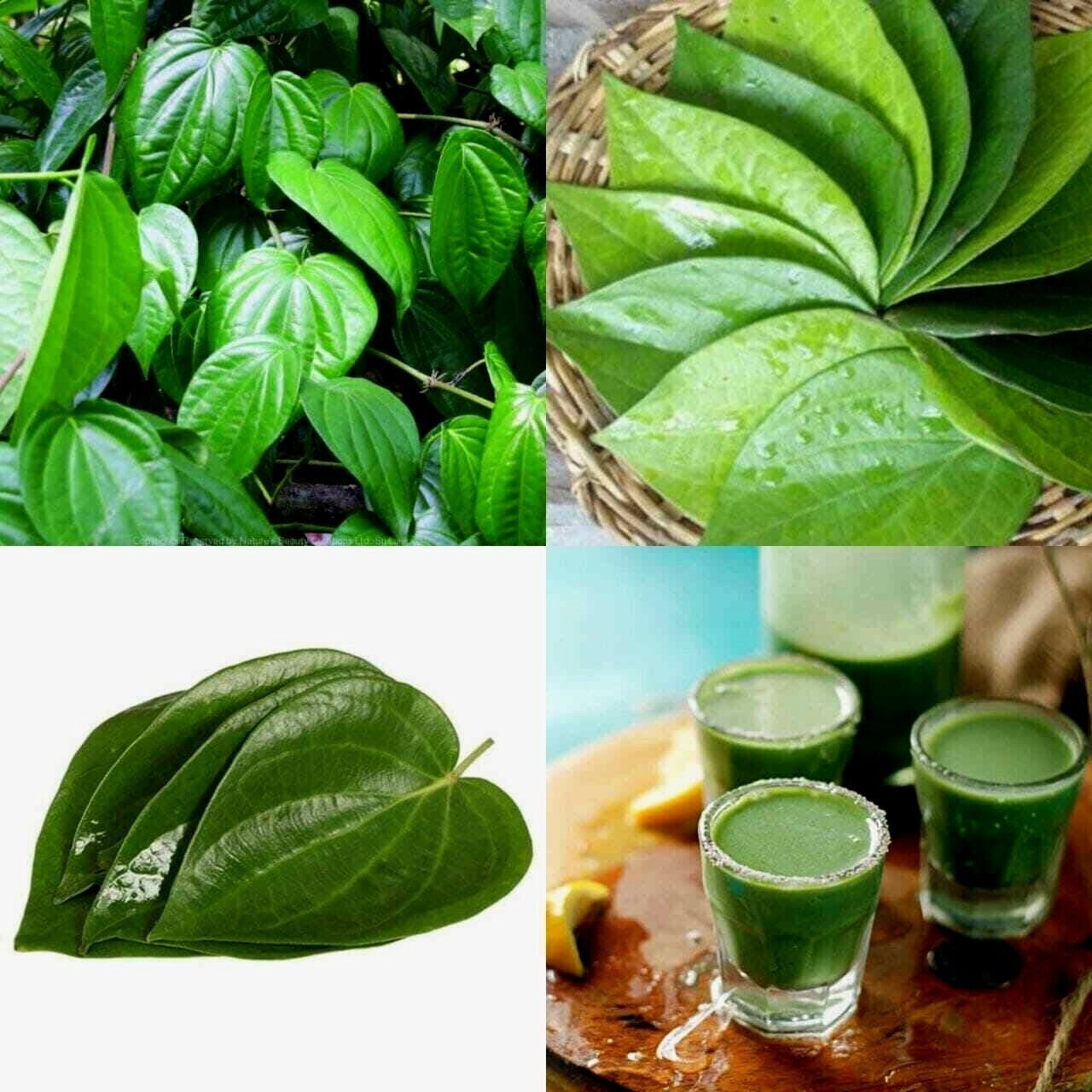 100% Organic Natural Quality Ceylon Fresh Pure DRIED BETEL (PAAN) Leaves 50