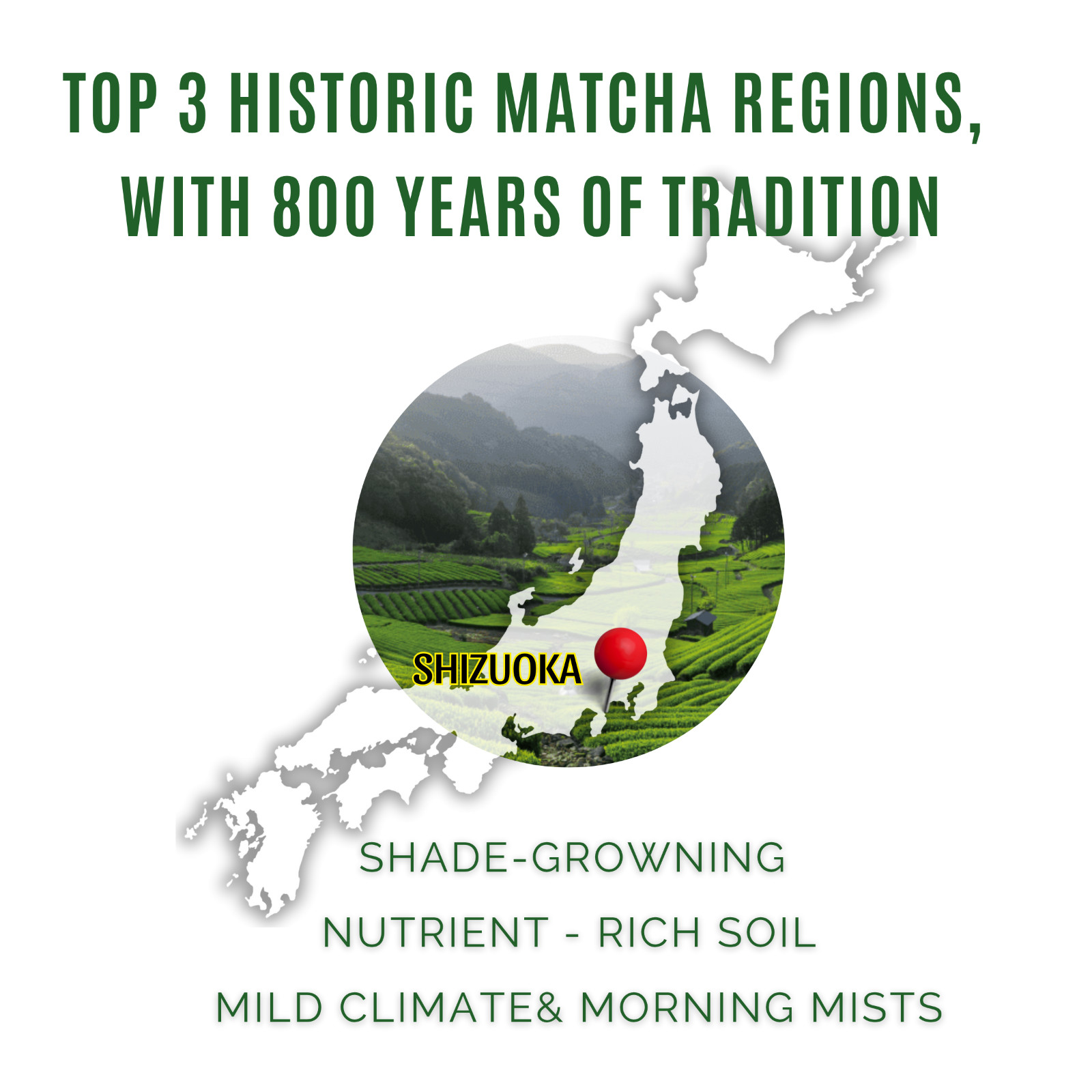 Ceremonial Matcha 50g SAMPLE- JAPAN – 100% First Flush BESTSELLER FOR CAFE in US