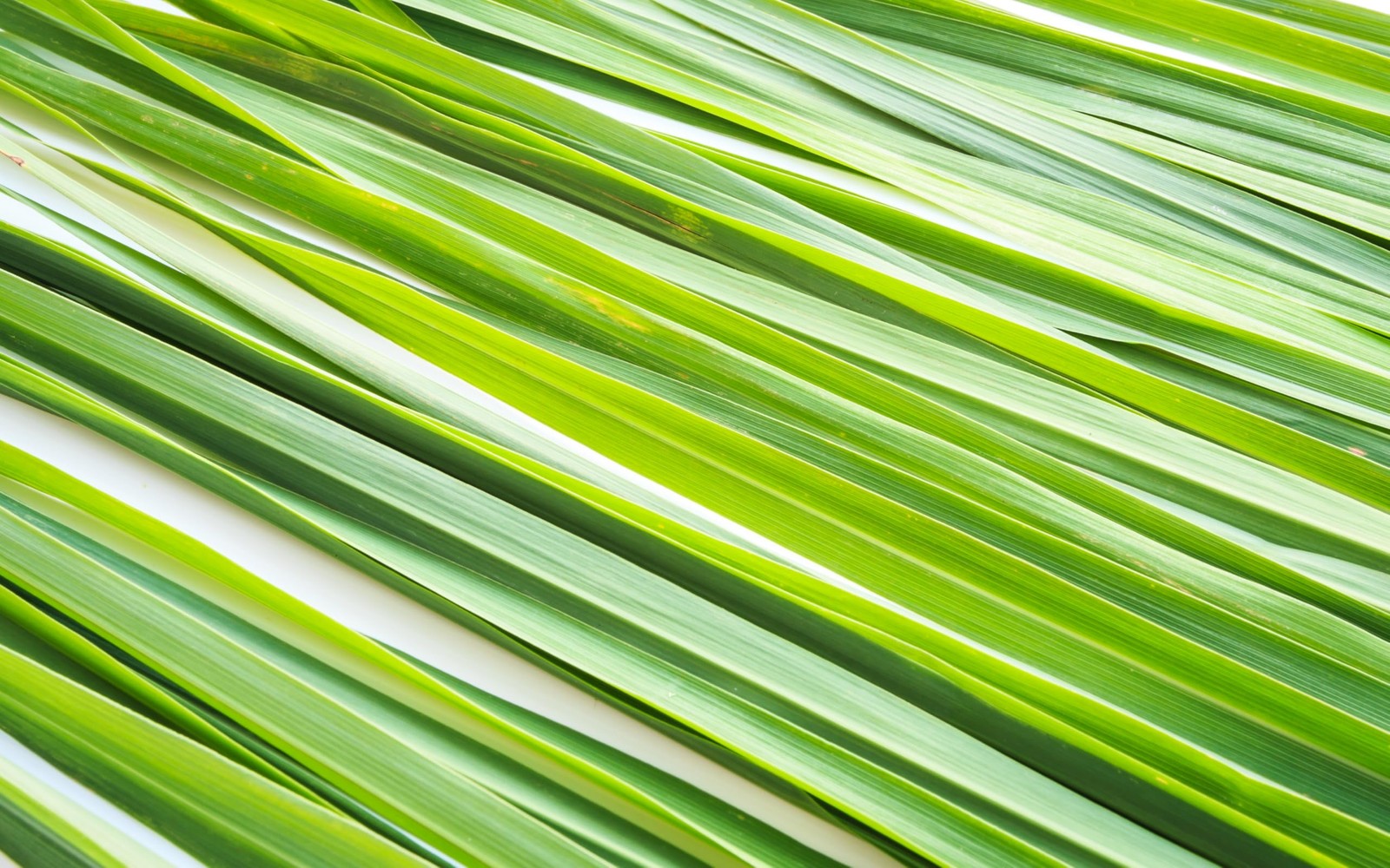 LemonGrass Tea 1 LB (16Oz) 100% USDA Organic Cut and Sifted Loose Leaf Aromatic