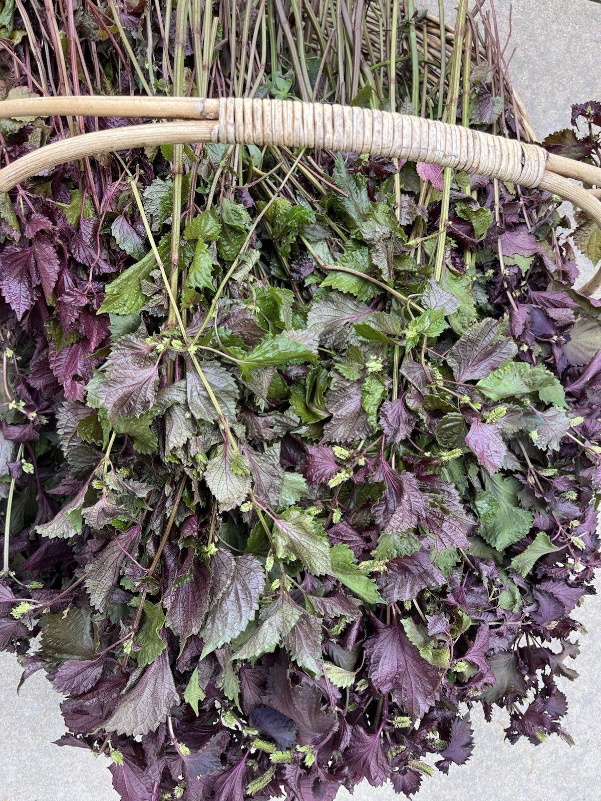 Dried Purple Shiso/ Perilla 2025 Harvest 6 oz Ready for Use 干紫苏叶