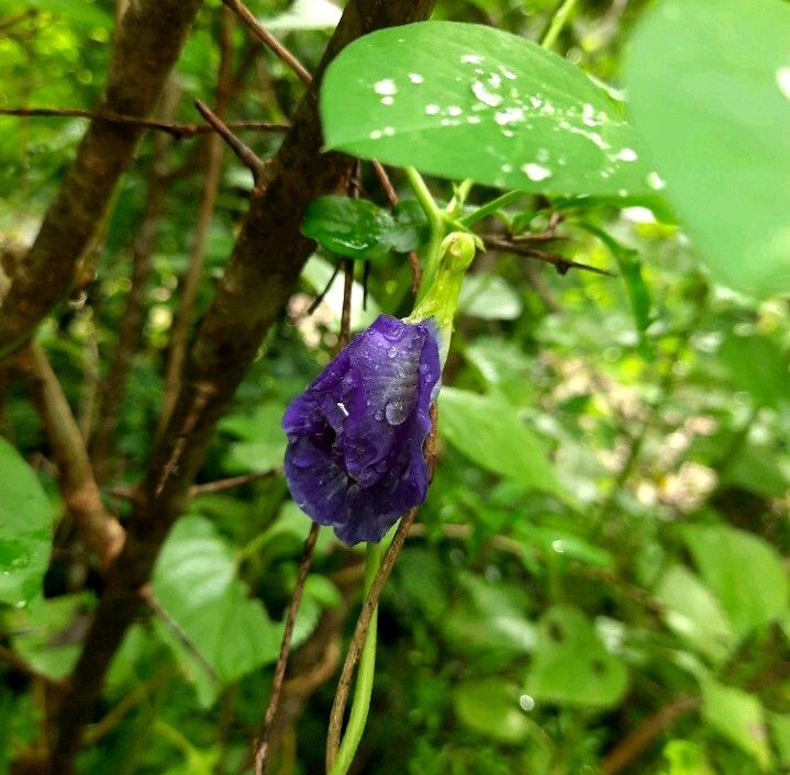 Blue Butterfly Pea Flowers Herb Tea Original CLITORIA TERNATEN 50g + FREE 10g