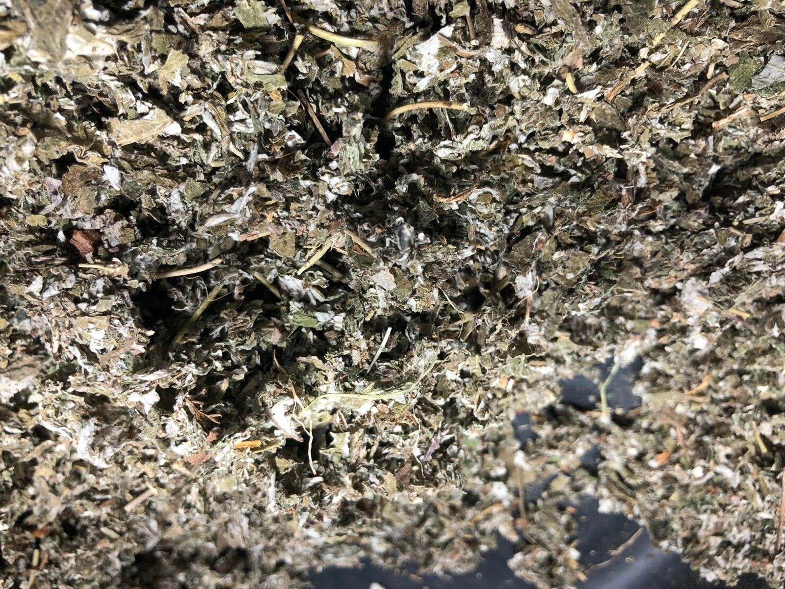 Red Raspberry Leaf ORGANIC cut Wild Crafted￼ rubus idaeus Bulk Herb 1 Lb pound