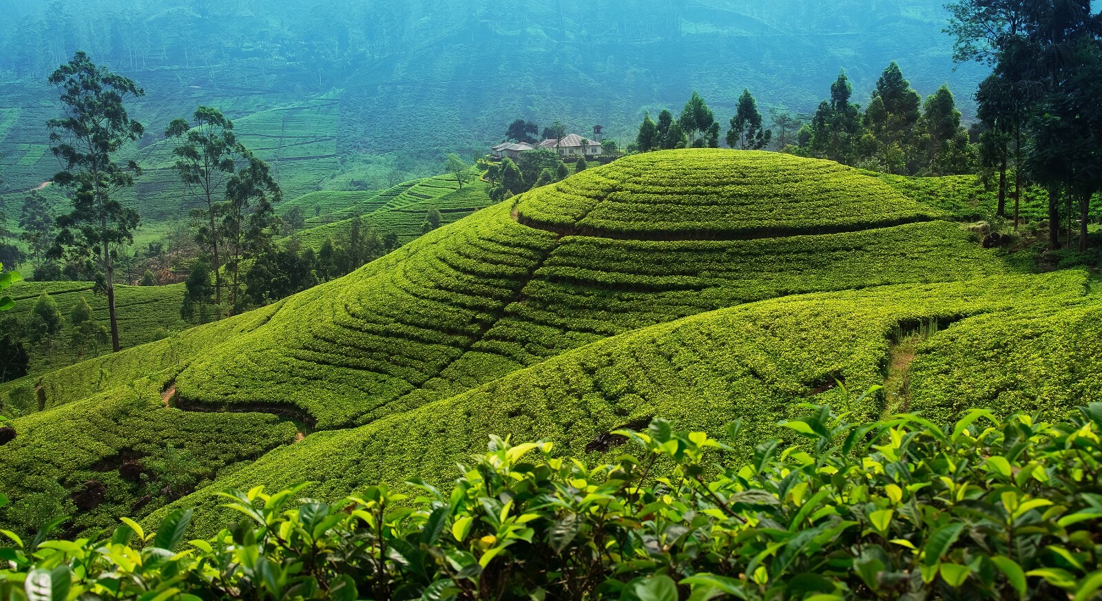 Black Tea Fresh Single Estate Ceylon Orange Pekoe OP – Loose Leaf Tea