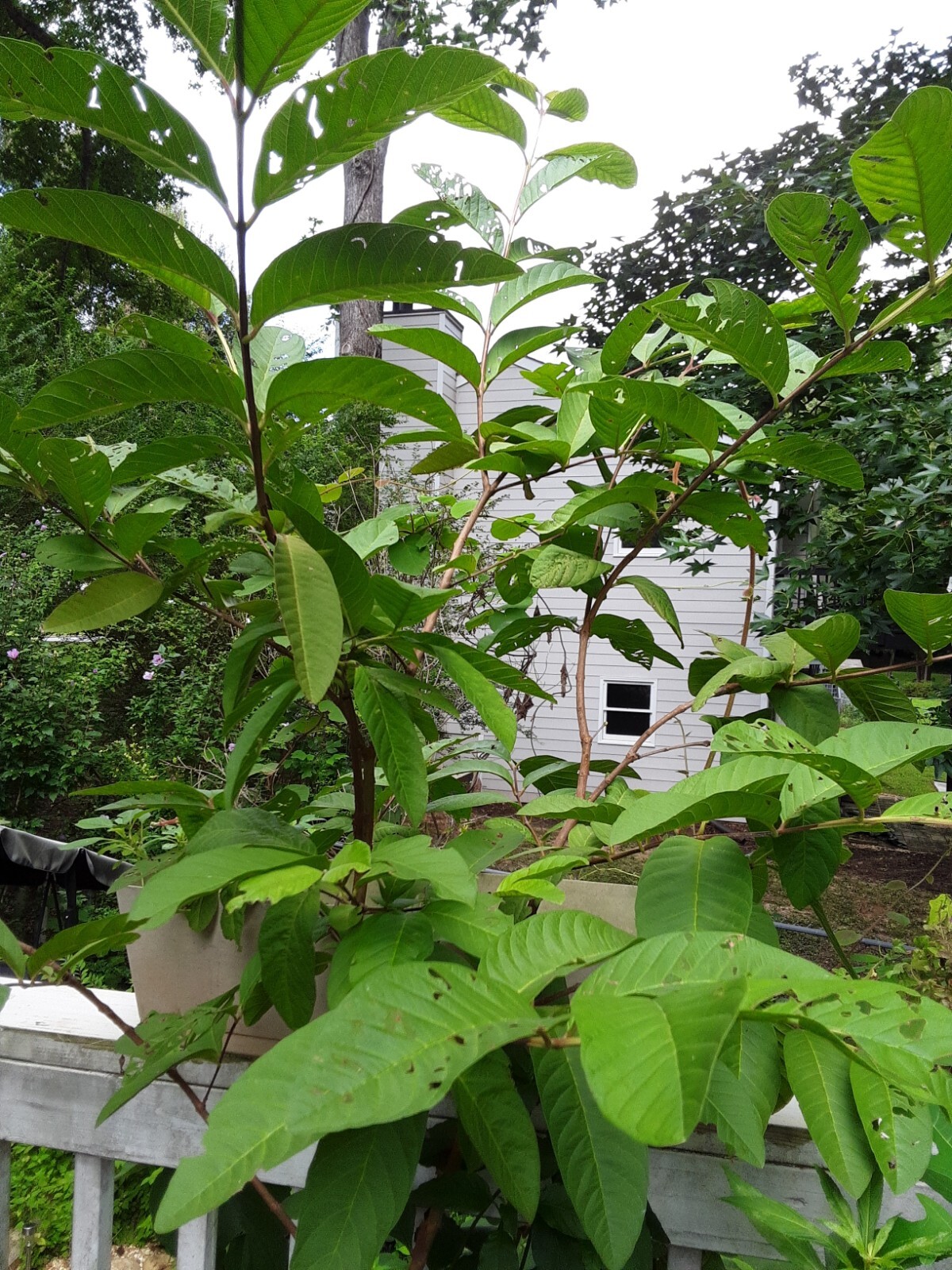 1 Cup Air Dried Guava Leaves; Herbal Tea.US grown.