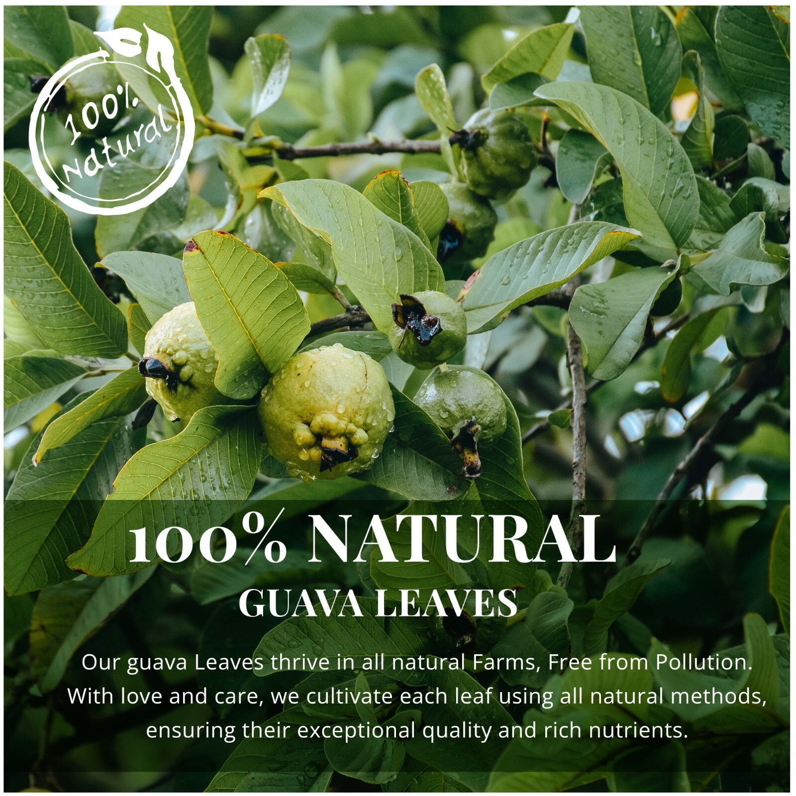 75 Organic Guava Tea Bags, All Natural Guava Leaf Tea, Herbal Tea, Caffeine Free