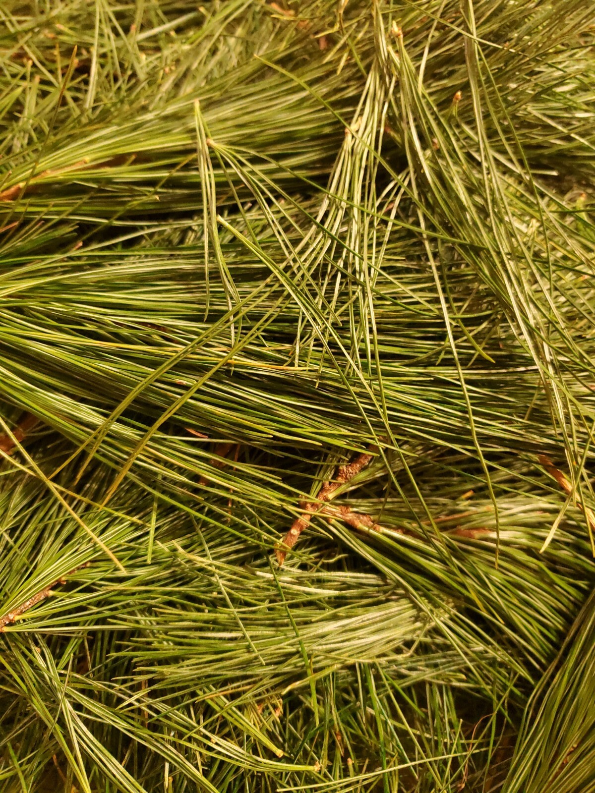 Organic Fresh Harvest Eastern White Pine Needle Tea 4oz or 1/4 lb.