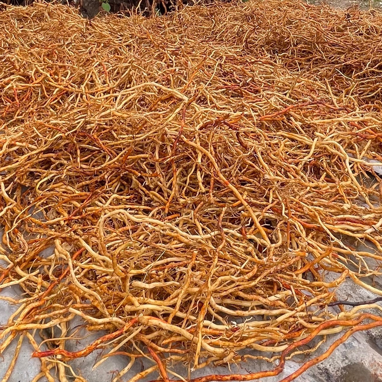 jamaican sarsaparilla Roots