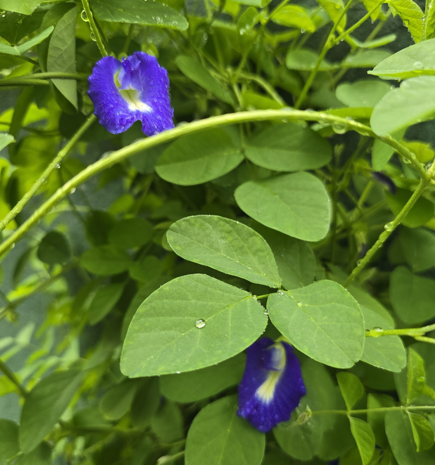 25g Dried Butterfly Pea Flowers 100% Organic – Clitoria ternatea | Herbal Tea