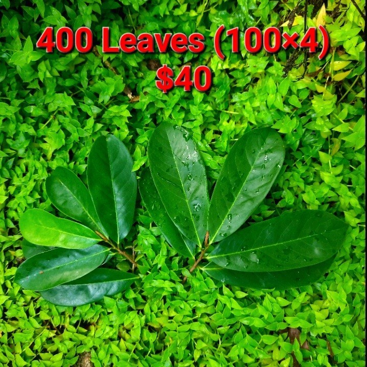 400+ Dried Soursop Leaves Annona HOJAS DE GUANABANA GRAVIOLA Quality Herbal Tea