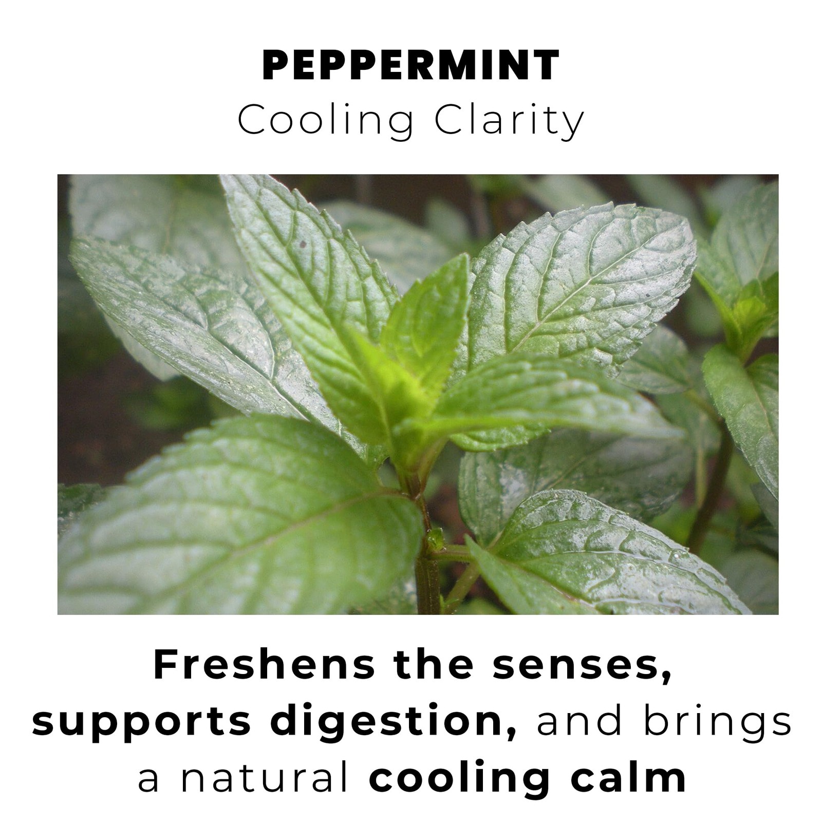 Peppermint Whole Leaf Tea – 1500mg Loose Leaf Herbal Tea, Caffeine-Free Peppe…