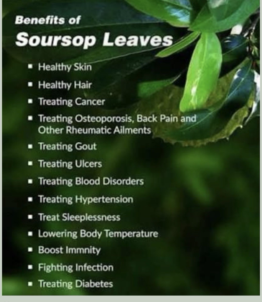 Organic Herbal Tea Moringa Tea And Soursop Tea 20 Sachet Per Pack