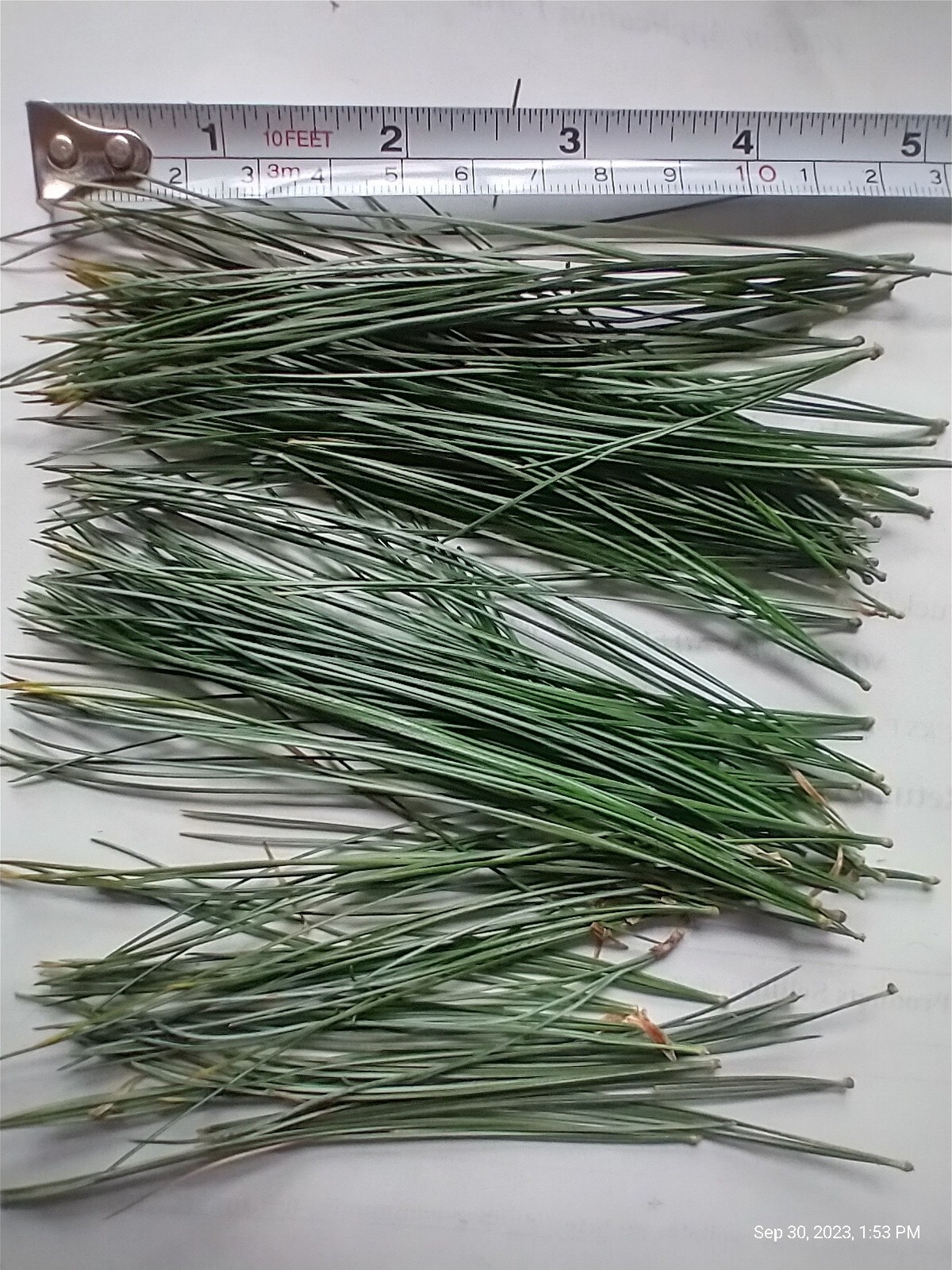 Eastern White Pine Needles Organic Wild Suramin Immune Home Brew 3 oz plus bag