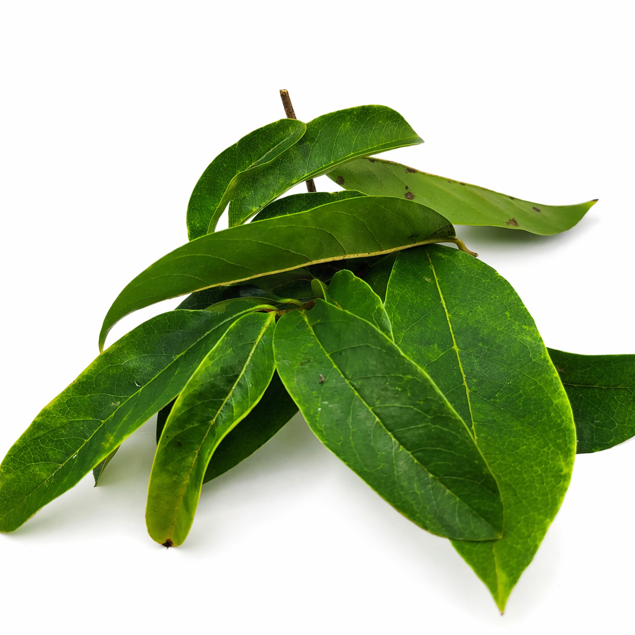 Authentic Jamaican Soursop Leaf-Jamaican Bush Tea • Available in US & Canada