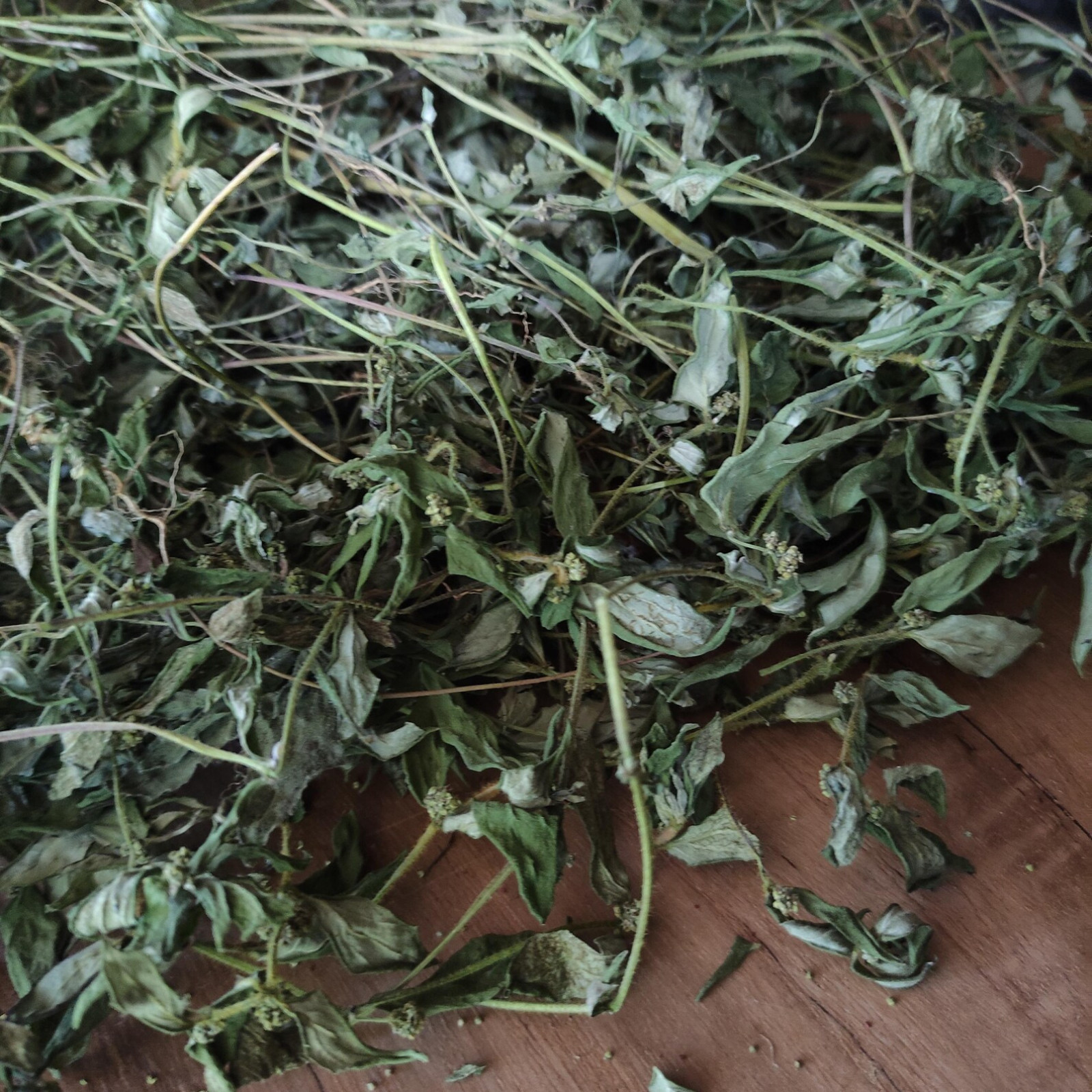 Organic Euphorbia Hirta 400g Dried Asthma Plant Herb Wildcrafted for Herbal Tea