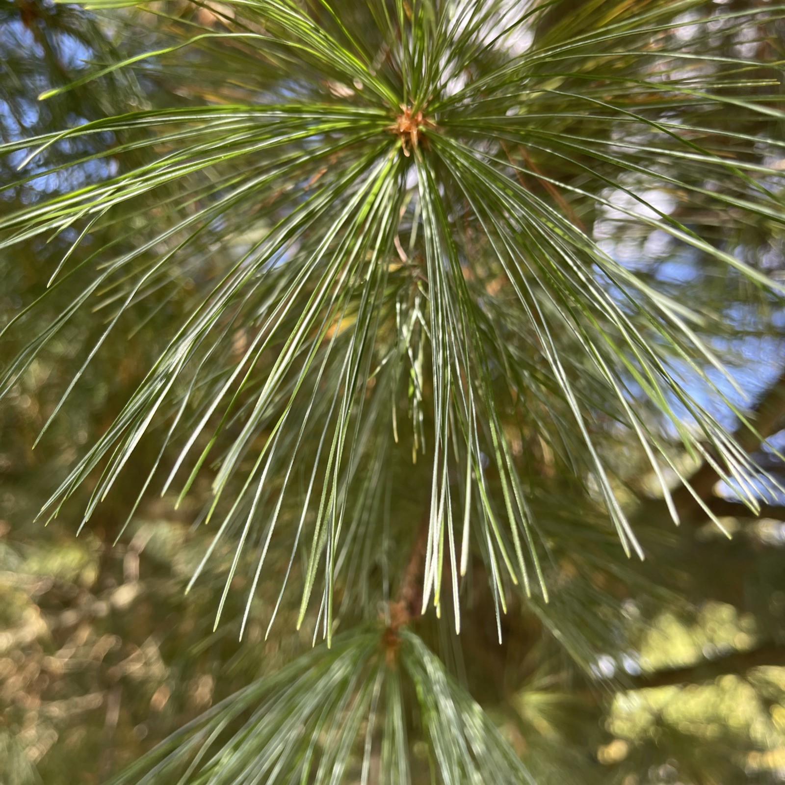 White Pine Tea Needles Organic Infusion Fresh Picked Wild Ohio Grown 6oz