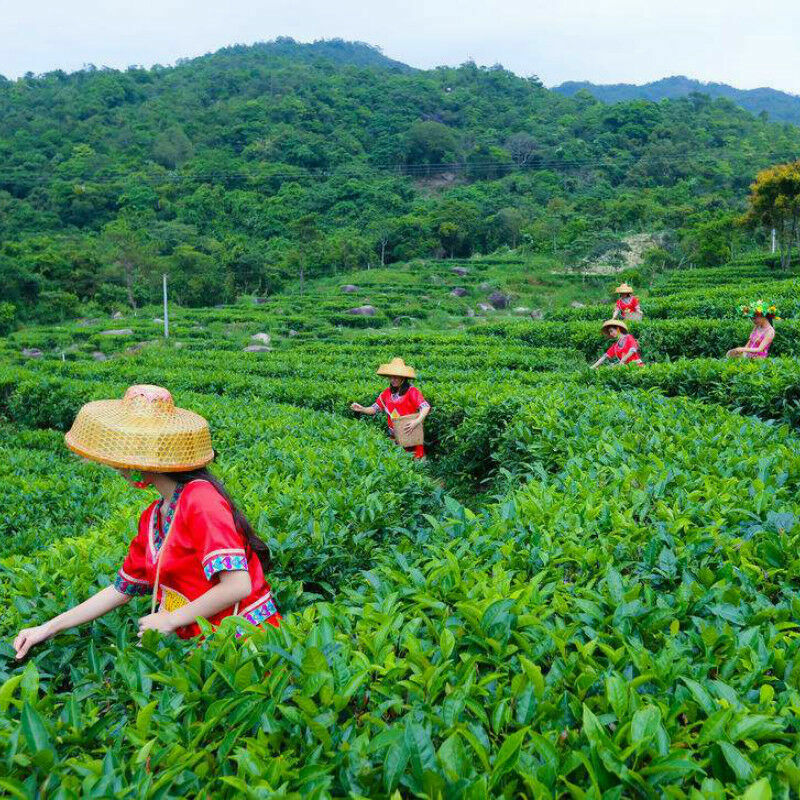 357g Yunnan Old Tree Ripe Puer Tea, Natural Black Tea Cake