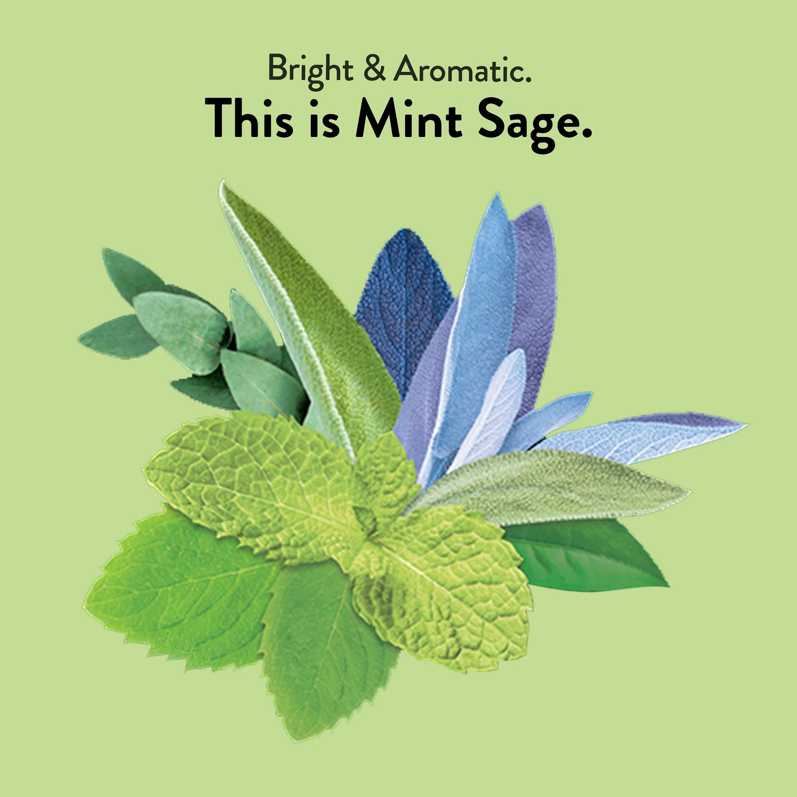 Choice Organics Mint Sage Tea 16 Count Caffeine Free Organic Herbal Tea Bags