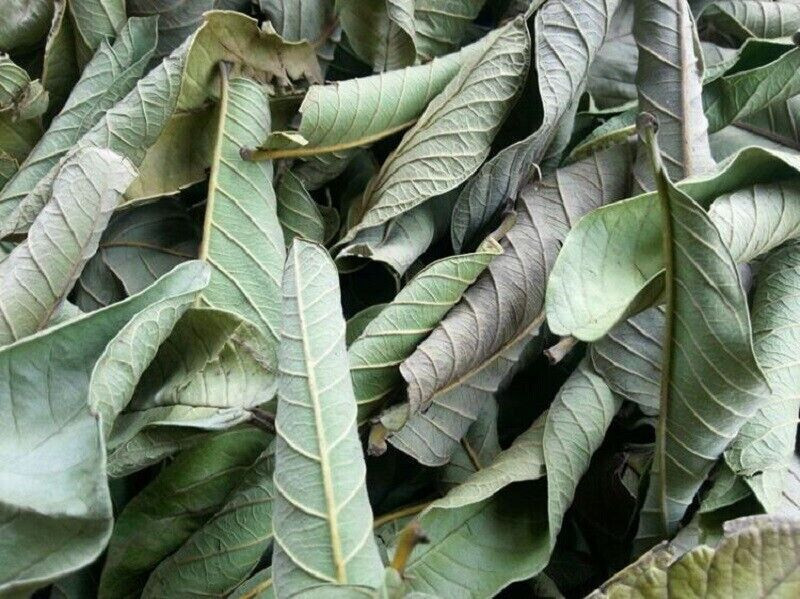 Organic Guava leaves fresh dried Hojas de Guayaba Guayabo Psidium Guajava