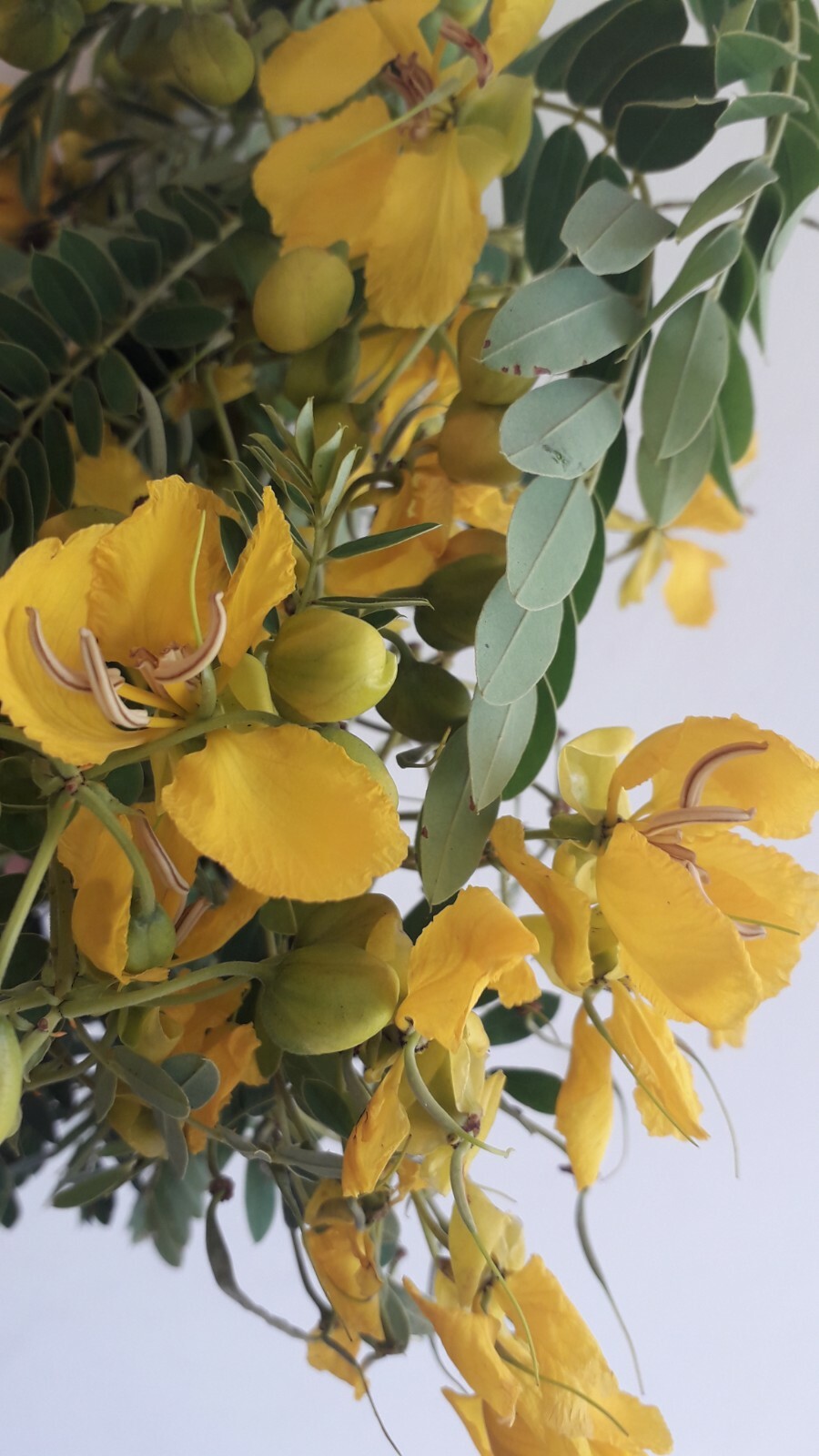 Ranawara Dried Flower Ayurvedic Herbal Natural Drink Cassia Auriculata Avarampoo