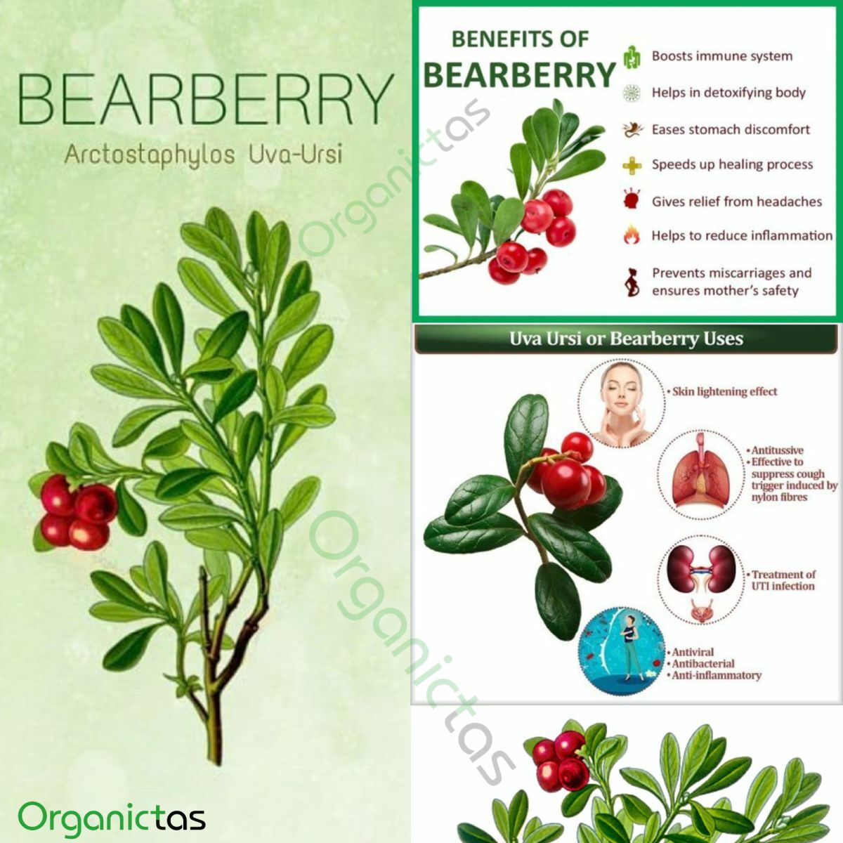 Organic BEARBERRY Tea Loose Leaf for UTI & Urinary Tract Health Premium Quality