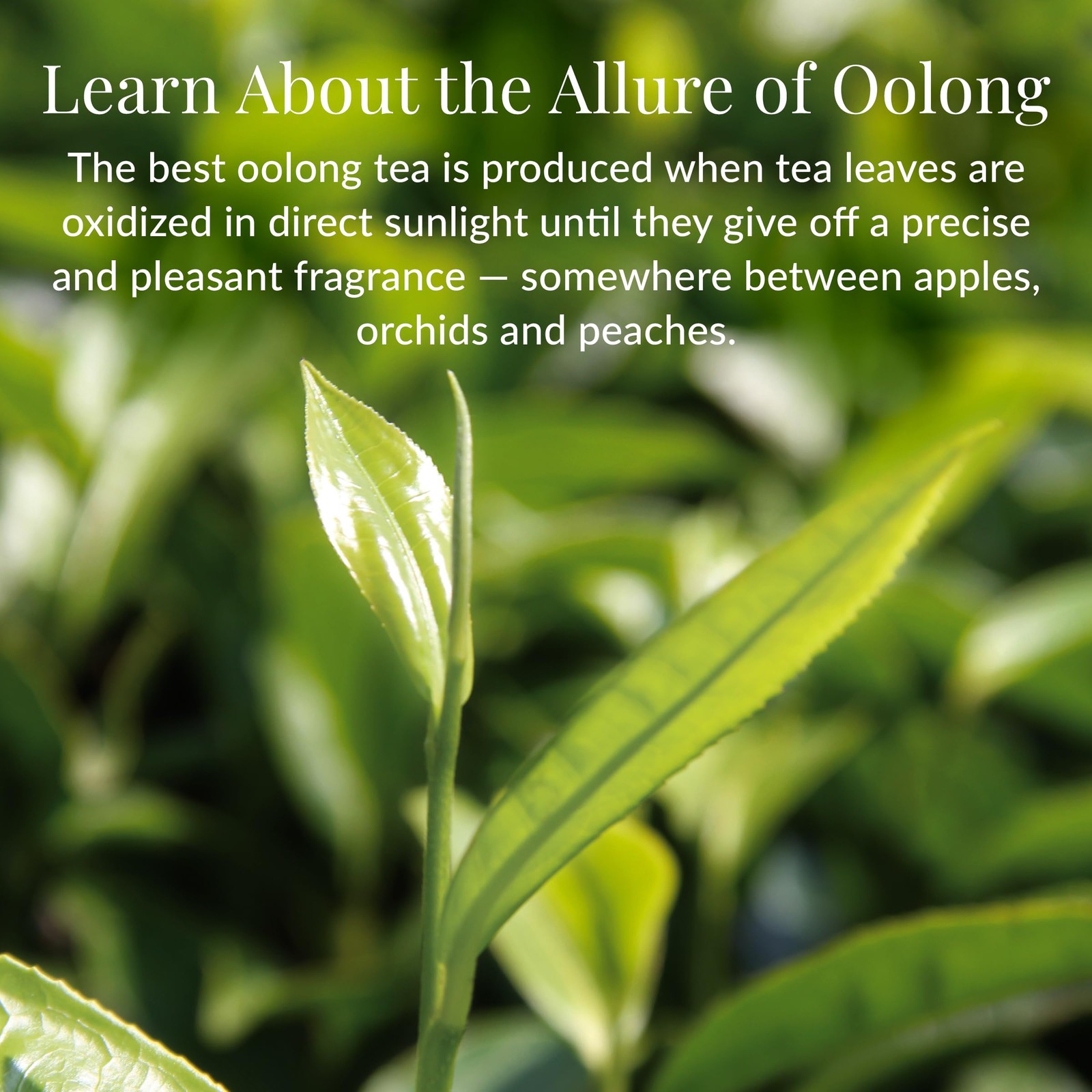 The Republic of Tea — Milk Oolong Full-Leaf Loose Tea Tin, 3.5 oz Tin, Steeps…