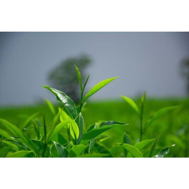 Super Jin Xuan Milk Oolong Tea 50g High Quality Green Tea Chinese Milk Tea