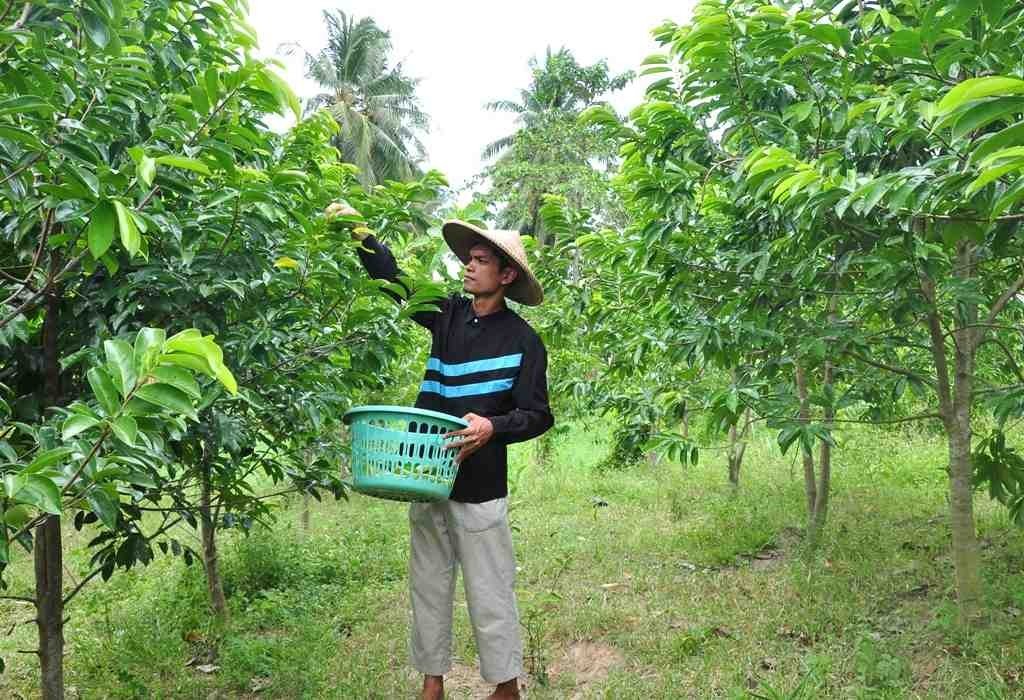 Organic Soursop Leaves Tea 30 Bags Herbal Guanabana Graviola Annona Muricata