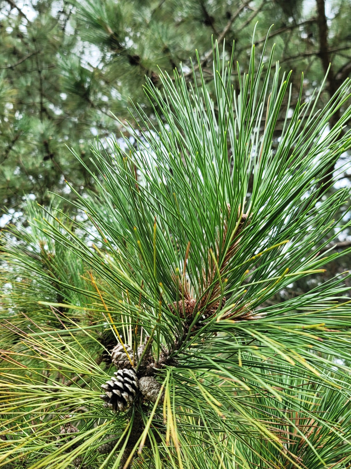 Red Pine Needles Organic Fresh Picked For Herbal Tea Wild Grown in Wisconsin