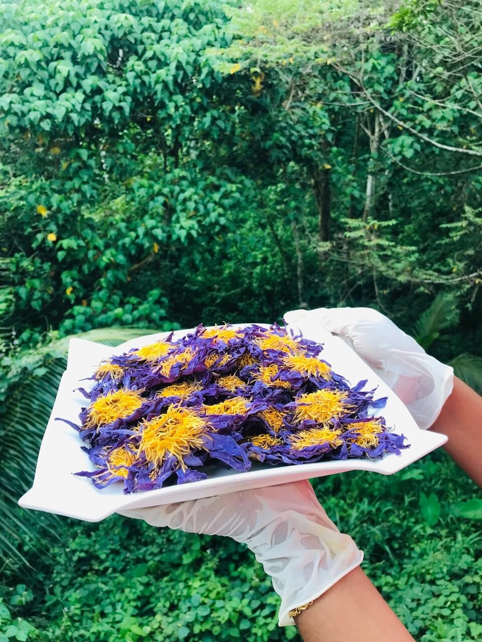 Dried Blue Lotus 2 Lb Nymphaea Caerulea 100% Hand Pick Flowers Organic Tea