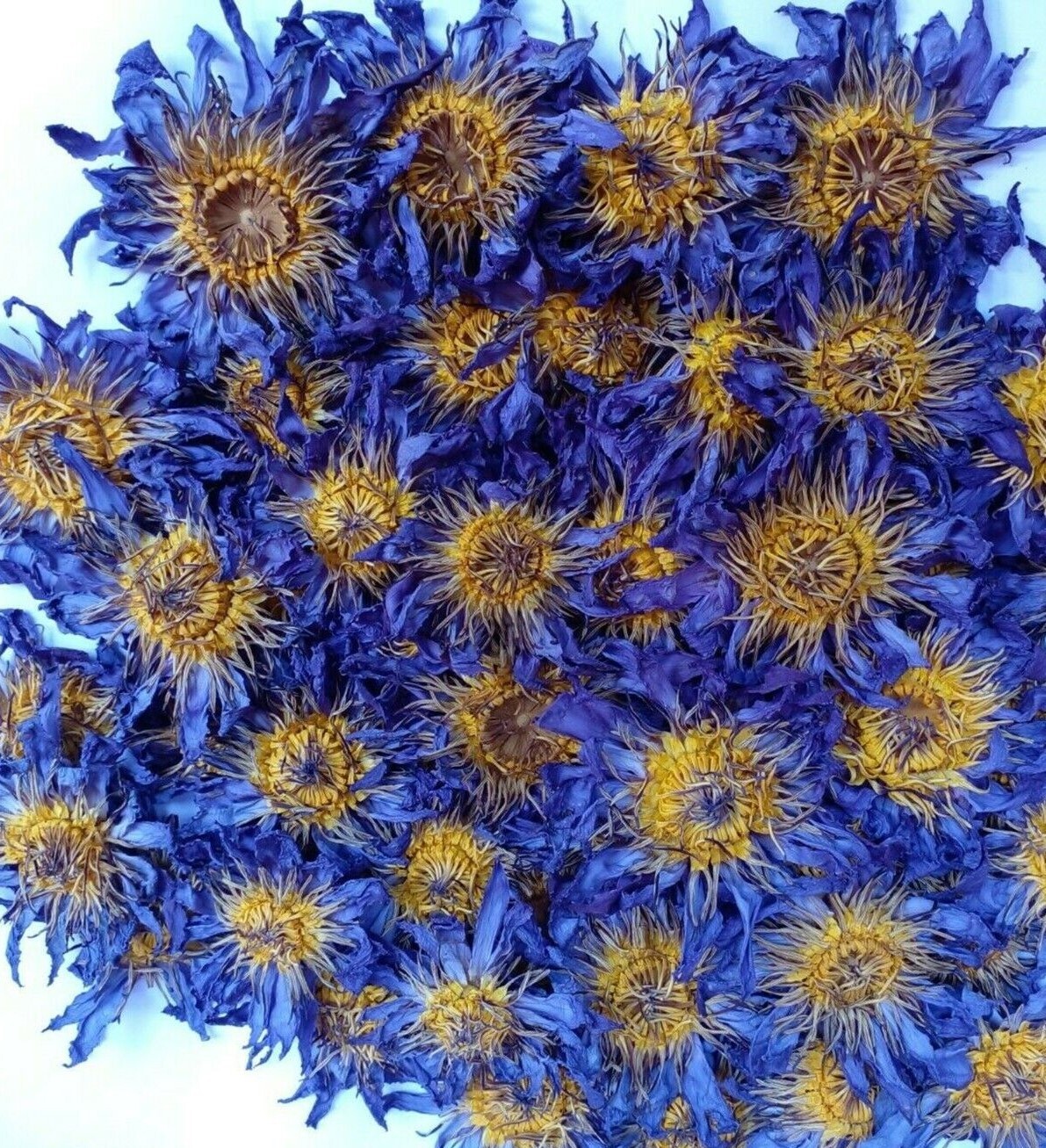 Blue Lotus Nymphaea Caerulea Herbal 100% Natural Organic Ceylon Dried Flower NEW