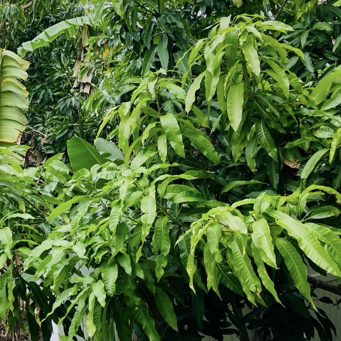 Fresh Mango Leaf For Herbal Tea 20 Leaves Home-grown No Pesticides FL USA